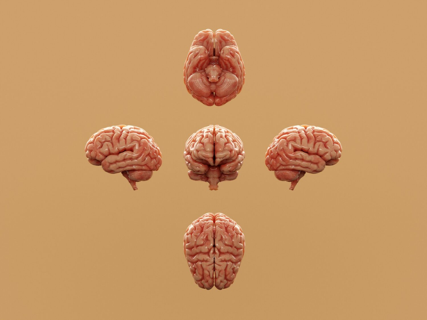 Various perspectives of a human brain are displayed, for article answering is alcohol a narcotic
