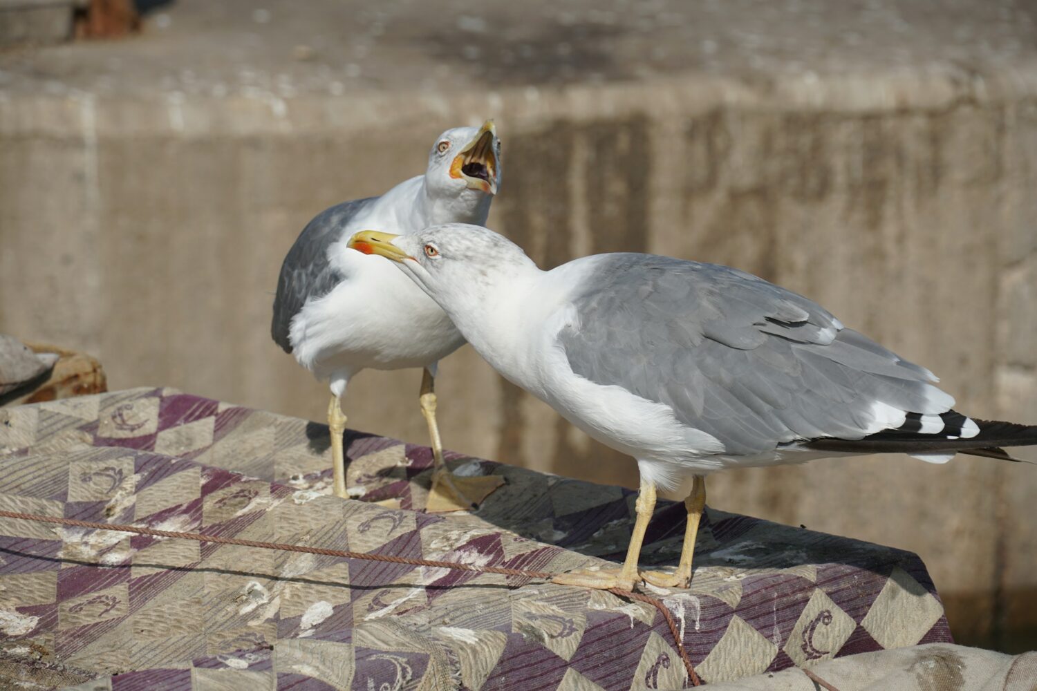 Two seagulls standing on a patterned surface.